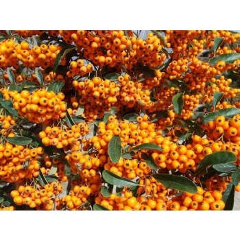 OGNIK szkarłatny Orange Charmer - sadzonki 10 / 15 cm
